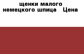 щенки малого немецкого шпица › Цена ­ 15 000 - Кировская обл., Киров г. Животные и растения » Собаки   